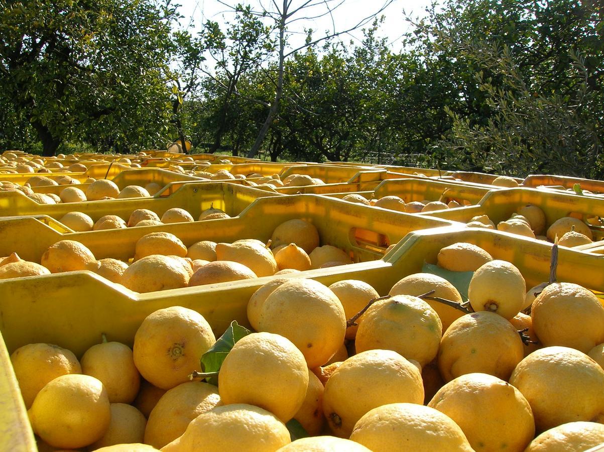 Agriturismo San Leonardello Extérieur photo